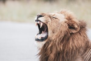Image of a lion roaring