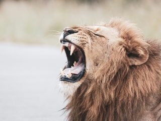 Image of a lion roaring