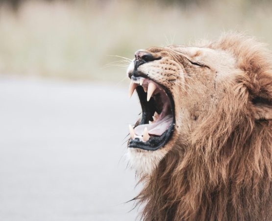 Image of a lion roaring